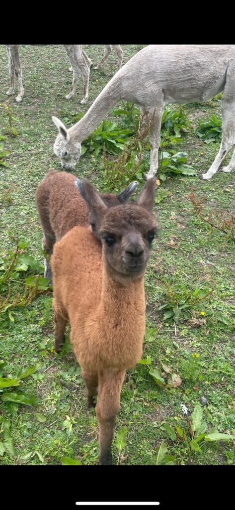 Photo of Only alpaca Alfie, creator on OnlyFans with exclusive content