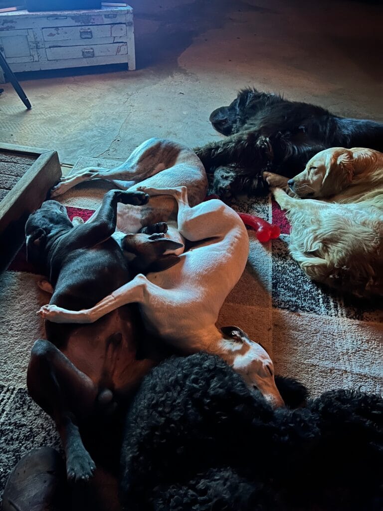 Photo of Sponsor our Dogs at Derlwyn Doodles!, creator on OnlyFans with exclusive content